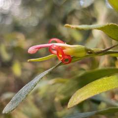 Grevillea linsmithii