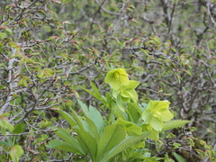 Helleborus cyclophyllus