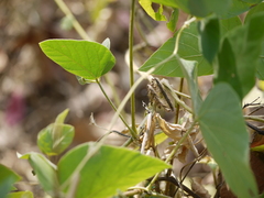 Teramnus labialis