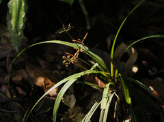 Hypolytrum heteromorphum