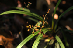 Hypolytrum heteromorphum