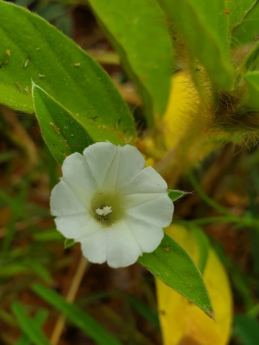 Ipomoea chloroneura image