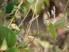 Teramnus labialis