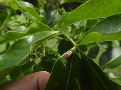 Paropsisterna semifumata