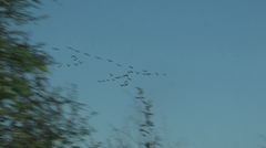 Pelecanus occidentalis