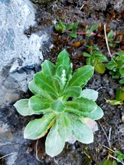 Pseudognaphalium adnatum