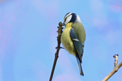 Cyanistes caeruleus