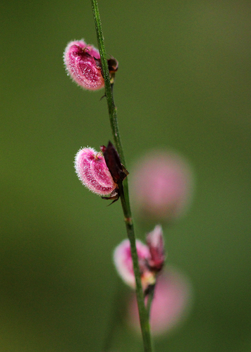 Leptaspis cochleata
