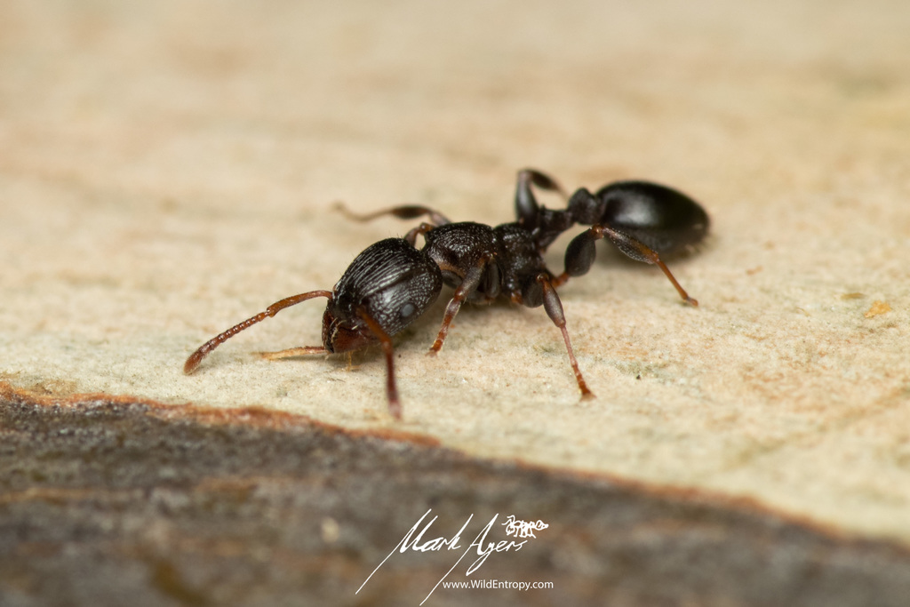 Podomyrma novemdentata