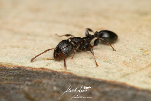Podomyrma novemdentataPodomyrma novemdentata