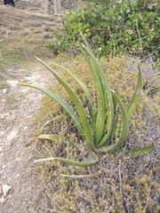Agave difformis