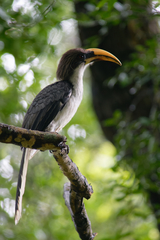 Ocyceros gingalensis