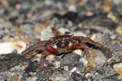 Parasesarma longicristatum