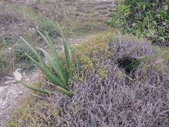 Agave difformis