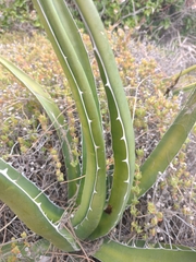 Agave difformis