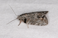 Etanna clopaea