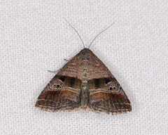 Ozarba punctigera