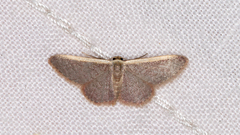 Idaea inversata