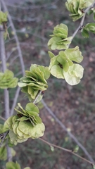 Ulmus minor