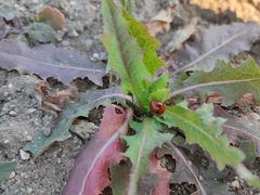 Coccinella septempunctata