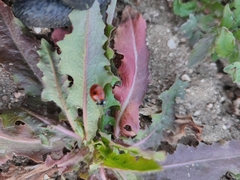 Coccinella septempunctata