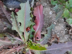 Coccinella septempunctata