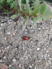 Coccinella septempunctata