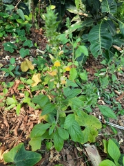 Lindenbergia philippensis