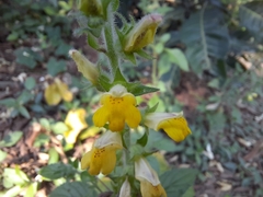 Lindenbergia philippensis