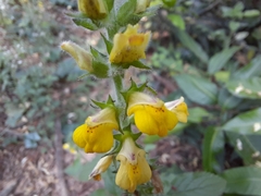 Lindenbergia philippensis