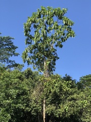 Alstonia macrophylla