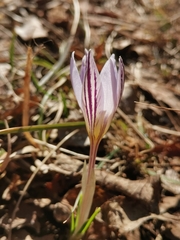 Crocus variegatus