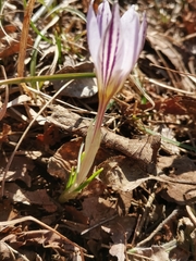 Crocus variegatus
