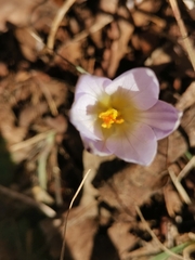 Crocus variegatus