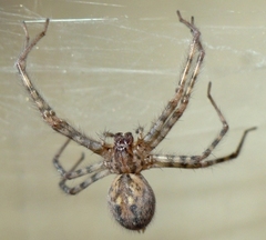 Tegenaria ferruginea