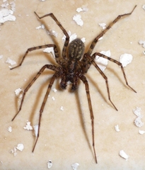 Tegenaria ferruginea