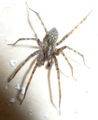 Tegenaria ferruginea