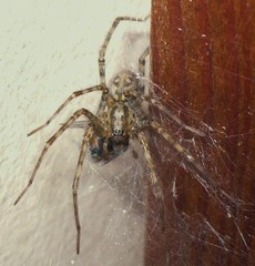 Tegenaria ferruginea