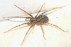 Tegenaria ferruginea