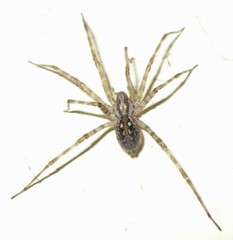 Tegenaria ferruginea