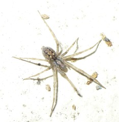Tegenaria ferruginea
