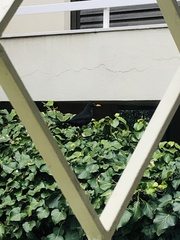 Turdus merula