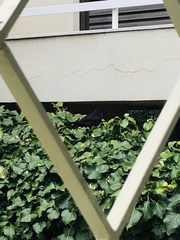 Turdus merula