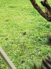 Fringilla coelebs
