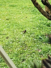 Fringilla coelebs