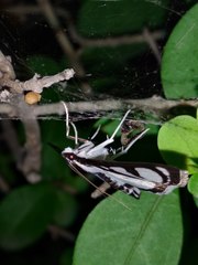 Glyphodes quadrimaculalis