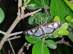 Glyphodes quadrimaculalis