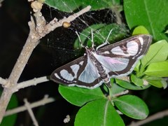 Glyphodes quadrimaculalis