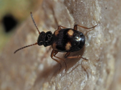Bembidion quadrimaculatum