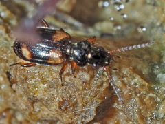 Bembidion quadrimaculatum